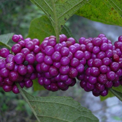 Amerikanische Schönheitsbeere Callicarpa Americana 15 Semi