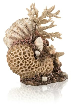 biOrb Décoration de coraux et coquillages, non teintée