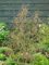Corylus avellana 'Twister' 60-80 cm – Winterhart, Mehrjährig, Pflegeleicht – Korkenzieher-Hasel – Zierstrauch für Garten & Einzelstellung
