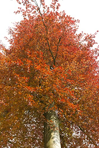 30 Samen Rotbuche Fagus sylvatica Wald Baum Samen