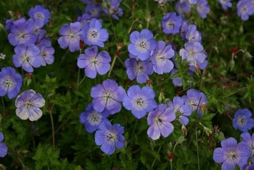 New Fresh 100pcs Geranium 'Rozanne' Flower Seeds Generic