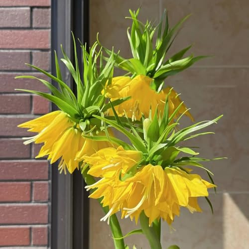 corone imperiali primaverili rari fritillaria decorazione da giardino in miniatura da appartamento forniture giardino, decorative in vaso Coltivare 6bulbi