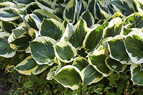 Hosta x fortunei 'Stenantha' ca. 11x11 cm Topf - Funkie, weiße Blüten, Blütezeit August-September, ideal für schattige Beete, pflegeleicht, winterhart
