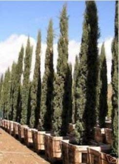 Cupressus sempervirens Semi CYPRESS ITALIANI!