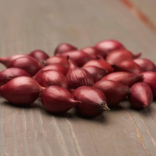 Wintersteckzwiebeln Karmen (500 gr) - Steckzwiebeln Winterhart - Hoher Qualität aus Holland (kein Samen) - Mild scharfe Gemüsezwiebel - Steckzwiebel größe 14-21 mm