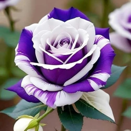 Bellissimo Rizoma Di Rosa, Perenne, Adatto A Primavera E Autunno, Ideale Per La Vista In Giardino, Non Necessita Di Irrigazione-1 Rizoma-B