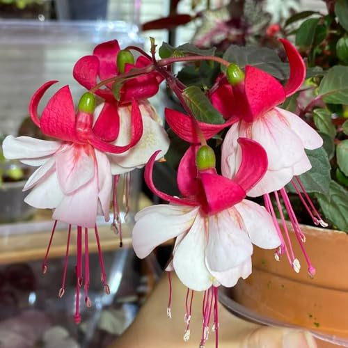 Fuchsiensamen herbstblumen blumengarten Fuchsien gartendeko für draußen kräutersamen pflanzensamen zimmerpflanzen rankpflanzen kräutergarten frühblüher schnittblumen winterharte 450samen