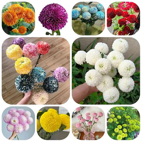 semillas de pompon mamma resistentes para el jardín silvestres de balcón resistentes al aire libre macizo de con orgánicas 250pcs