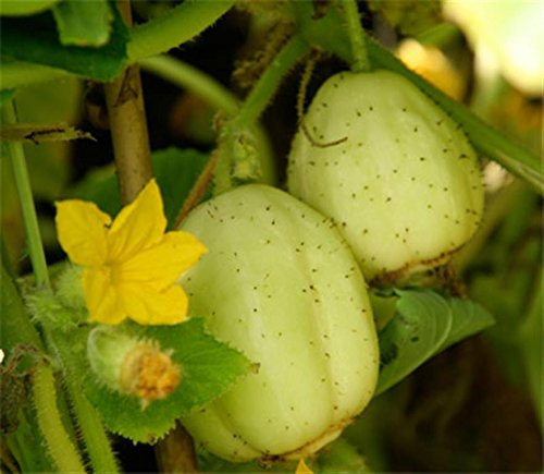 Crystal Apple Cucumber Early Round Yellow CUKE 10 Organic Seeds Certified French Organic Grower