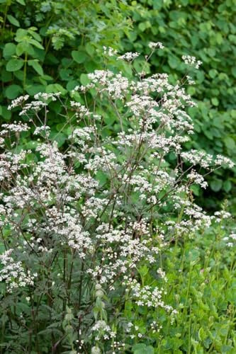 Anthriscus sylvestris 'Ravenswing' 11x11 cm Topf – Winterhart, Pflegeleicht – Wiesenkerbel – Zierpflanze für Beet & Naturgarten