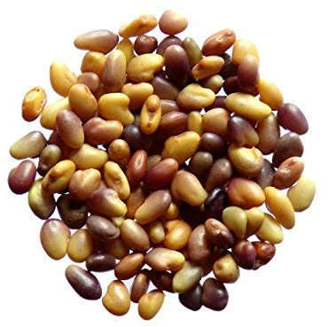 Trèfle Violet (Trèfle Des Prés) - 15 grammes - Trifolium Pratense - Red Clover - (Engrais vert) - SEM05