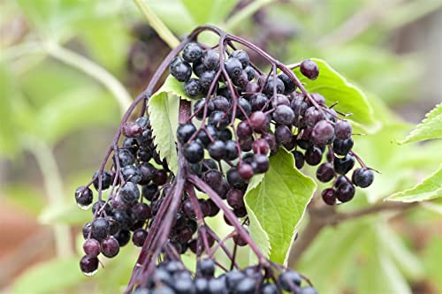 Schwarzer Holunder Sambucus nigra Haidegg 17 40-60 cm winterhart | Sichtschutz, Bienenweide, sonnig bis halbschattig, schnittvertraeglich, robust, ideal fuer Hecke und Naturgarten