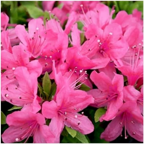 GrowOn Shrubs Dwarf Japanese Azalea Japonica 'Geisha Pink' | Evergreen Shrub | Outdoor Garden Ready Plant | Spring Flowering | Pink Flowers