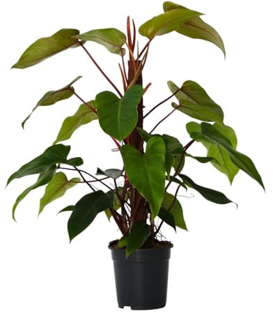 Plant in a Box - Filodendro - Philodendron 'Imperial Red' - Altezza 50cm - ⌀19cm
