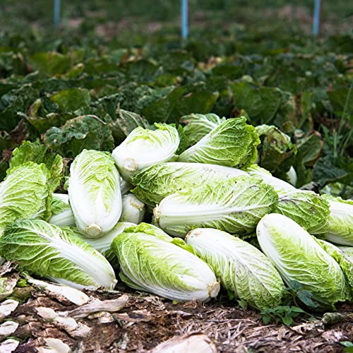 Pak Choi - Cavolo cinese d'appartamento semi di invernali giardino 1000pcs