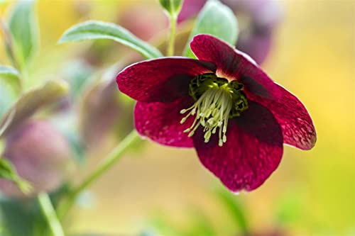 Helleborus x orientalis 9x9 cm Topf – Winterhart, Mehrjährig, Pflegeleicht – Lenzrose (Nieswurz) – Staude für Schattenbeet & Garten