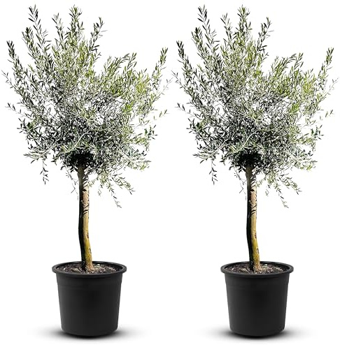 TropicTrees - Olivenbaum winterhart mit einer Höhe von ca. 180cm und einem Stammumfang von 16-20 cm - 20 Jahre alt - echter Olivenbaum mit echten, essbaren Olivenfrüchten - Olea Europaea - 2 Stück