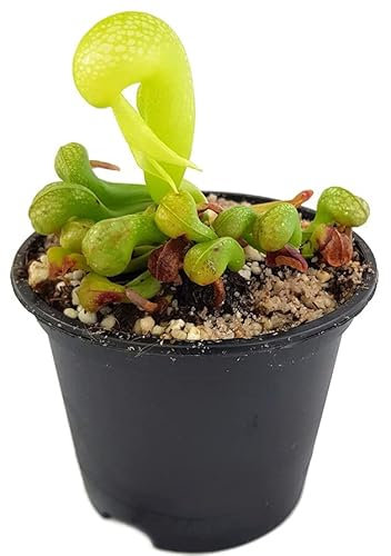 Fangblatt - Darlingtonia Californica - Kobralilie im Ø 9 cm Topf - seltene fleischfressende Pflanze - Rarität, 'M''