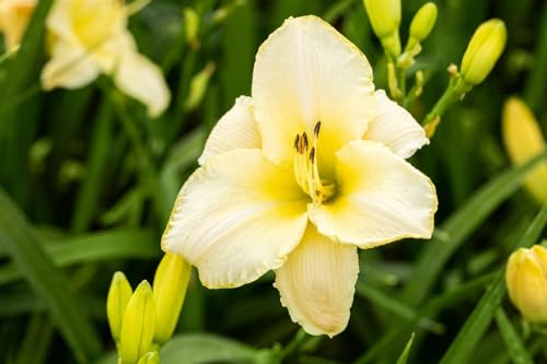 Hemerocallis 'Arctic Snow' 11x11 cm Topf – Winterhart, Mehrjährig, Pflegeleicht – Taglilie – Staude für Beet & Rabatte