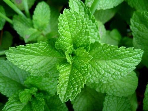 Large Mint Herb Plant in 14cm Pot – Upright, Bushy, Fresh Mint for Cooking, Drinks & Garden Growing – Easy to Grow Perennial