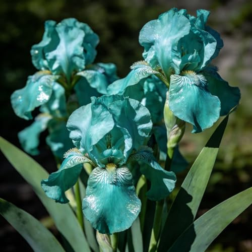 iris, iris - autunnali decorazione soggiorno in vaso sostenibili primaverili giardino Coltivare da 12bulbi