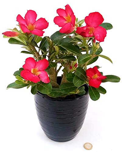 POWERS TO FLOWERS - ADENIUM OBESUM ROSSO, OFFERTA ULTIMI 20 PEZZI, pianta vera