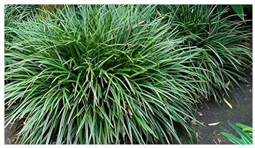 Stauden Gänge 1 x Carex morrowii 'Irish Green' Grüne Japan Segge winterhart | Grünes Ziergras für Sonne bis Schatten, Blüte April bis Juni, mehrjährig, 1 L Topf (11x11 cm)