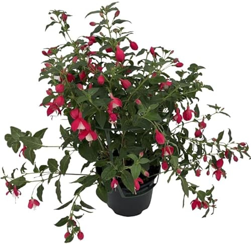 Fuchsia Natural La Planta con Flores que Hace que Cualquier Espacio Interior o Exterior Sea más Atractivo