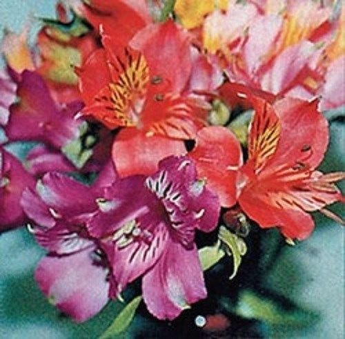 Semi di Alstroemeria Dr. Salters MiFlower/Giglio peruviano/Perenne confezione da 100 semi