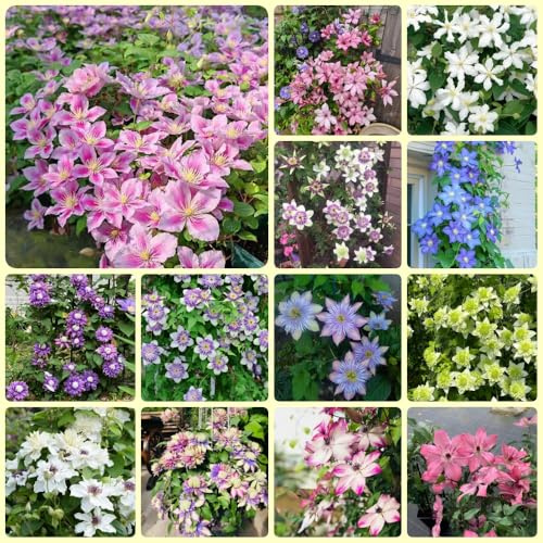Bulbi di Clematis, rare esotiche Clematis florida, rampicante acquistarere bulbi a primaverile 4pcs
