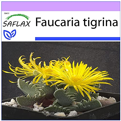 SAFLAX - Gueule de tigre - 40 graines - Faucaria tigrina