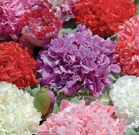 Mohn Peony Mix – Gefüllter Ziermohn – 100 Samen | Farbenreiche Mischung | Große, üppige Blüten