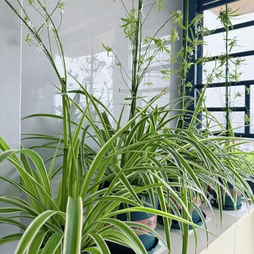grünlilie zimmerpflanze hängend ranke kletterpflanzen grünlilien hängepflanzen zaun deko vines luftreinigende zimmerpflanzen kletterpflanzen winterhart balkon winterharte kübelpflanzen 300samen