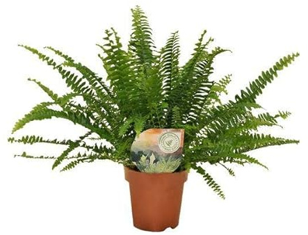 Schwertfarn Nephrolepis Green Lady – Boston-Farn Zimmerpflanze – Ø12cm – 30cm Höhe – luftreinigend & pflegeleicht – elegantes, grünes Laub