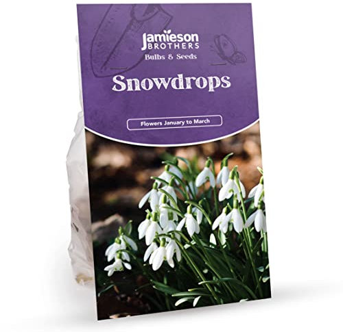 Jamieson Brothers® Snowdrop Bulbs – 16-Pack for Planting in Gardens, Borders & Flowerbeds – Premium Flower Bulbs for Early Spring Blooms