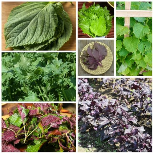 semi di perilla, shiso, resistenti di selvatiche, dell'orto, invernali, balcone 500pcs
