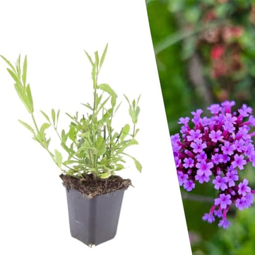 Plants by Frank Verbena Bonariensis, 24x Eisenkraut Pflanzen, Ø 9 cm | Eisenkraut Pflanze mit Blauviolette Blütenfarbe, Stauden Winterhart Mehrjährig, Gartenpflanze, Topf 9 cm, Höhe: 15 cm