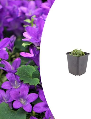 Campanula portenschlagiana | 48 pezzi - 10-25cm - Ø9cm - Pianta da giardino