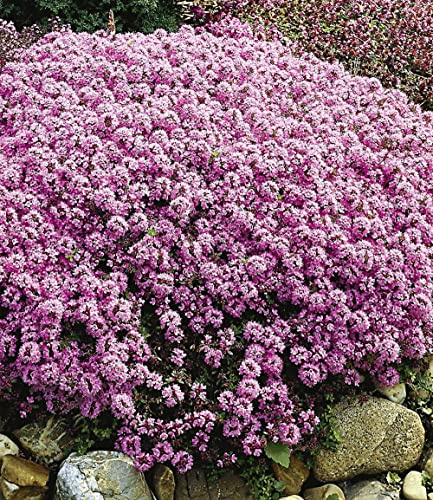 BALDUR Garten 50x Langhaariger Gebirgs-Thymian, Pflanzen im 9x9 cm-Topf | Thymus, winterharte Staude, Bodendecker, trockenresistent, mehrjährig, pflegeleicht, Wasserbedarf gering