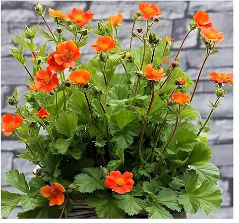 Stauden Gänge 3 x Geum coccineum 'Koi' Orangerotblühender Nelkenwurz | Orange Staude für Sonne bis Halbschatten, Blüte Mai bis Juli, mehrjährig, 9x9 cm Topf