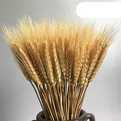 Kaninchenschwanz Natürliche Trockenblumen Pampasgras Bündel Echte Blumenstrauß Blume für Foto Requisiten Home Hochzeitsdekoration DIY 2022-M