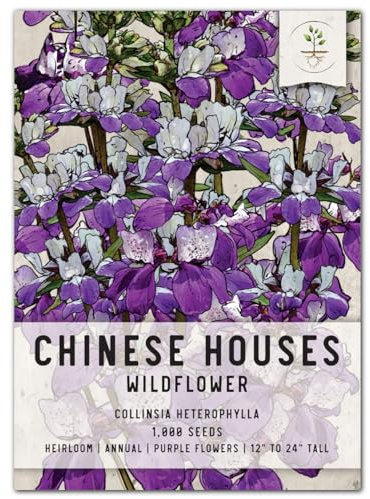 Seed Needs, Chinese Houses Seeds - 1,000 Heirloom Seeds for Planting Collinsia heterophylla - Open Pollinated Wildflowers for Growing a Butterfly Garden (1 Pack)