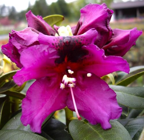 Großblumiger Rhododendron Hybride  Azurro  dunkelviolett 30-40 cm