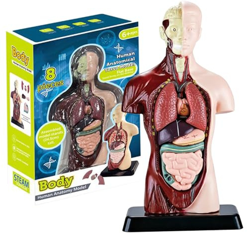 Modelo de Cuerpo Humano para niños, Juguete Realista de anatomía Humana de 9, 6 Pulgadas con 6 Piezas de órganos extraíbles, Juguete Interactivo para el Cuerpo, Juguetes educativos para niños a p