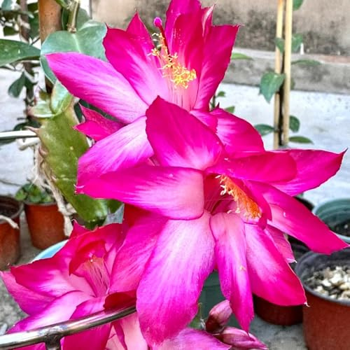 Cactus di Natale per balcone rampicanti giardino roccioso in 350semi