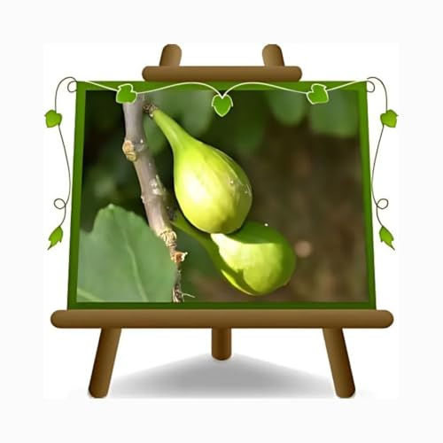 EURO PLANTS VIVAI Fico Verdino - Pianta da Frutto su Vaso da 26 cm. - *Altezza: 170~200 cm.- Età 4 Anni