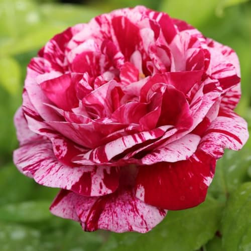 Carbeth Plants Rose Bush Ferdinand Pichard - 1 Rose Plant in 3L Pot - Potted Roses Plants Outdoor Garden Ready to Plant Flowers - Ideal Flowers for Garden Growing in Bed, Borders and Patio Pots