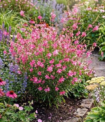 BALDUR Garten 2x Prachtkerze - Gaura 'Pink', Pflanzen im 9x9 cm-Topf | winterharte Trendstaude, Blüten in Schmetterlingsoptik, pflegeleicht, ideal für Beet & Kübel, mehrjährig
