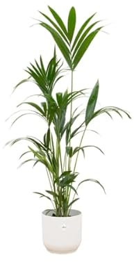 Kentiapalme – Forstersche Kentia – Zimmerpflanze – 160cm hoch – Ø30cm inkl. Vibes Fold Topf Weiß – Elegante Palme für Innenräume – Tropische & pflegeleichte Grünpflanze