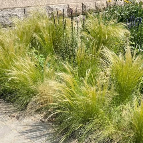 federgras garten ziergras herbst deko topfpflanzen draußen winterhart hochbeet 60samen